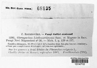 Colletotrichum lindemuthianum image